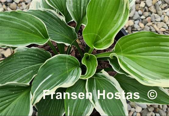 Hosta Dancing Hero